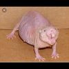 anuppatel